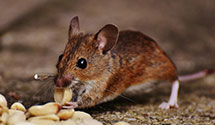 24 Hour & Emergency Exterminators in Wilders Grove, NC